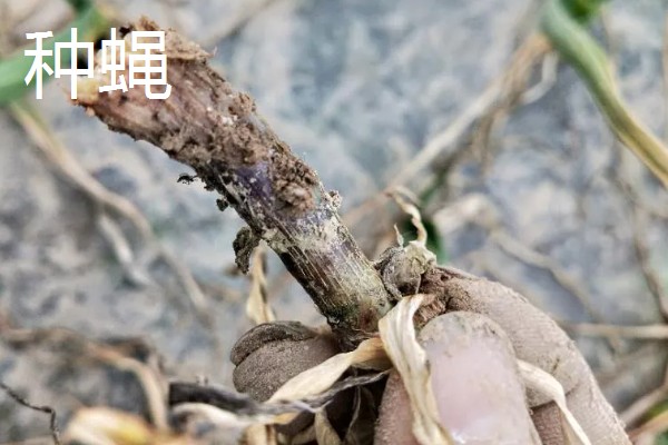 大蒜干尖黄叶怎么防治，轮作换茬可以降低发病几率