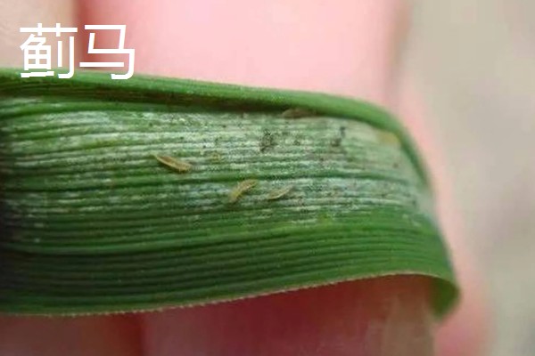 大蒜干尖黄叶怎么防治，轮作换茬可以降低发病几率