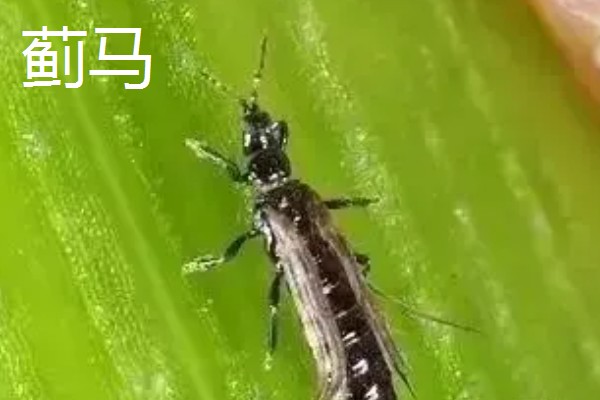 大蒜干尖黄叶怎么防治，轮作换茬可以降低发病几率