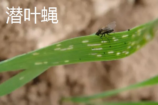 大蒜干尖黄叶怎么防治，轮作换茬可以降低发病几率