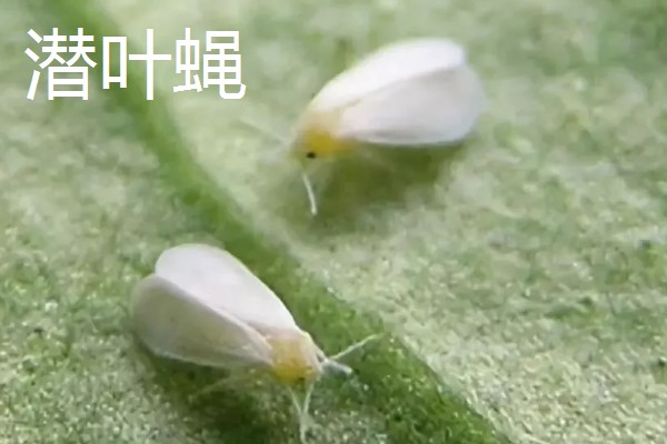 大蒜干尖黄叶怎么防治，轮作换茬可以降低发病几率