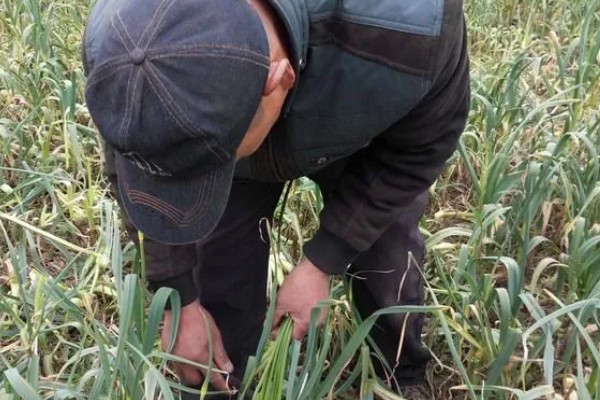大蒜干尖黄叶怎么防治，轮作换茬可以降低发病几率