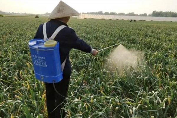 大蒜干尖黄叶怎么防治，轮作换茬可以降低发病几率