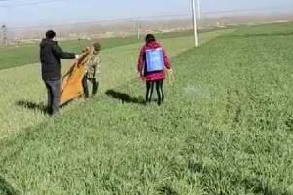 大蒜干尖黄叶怎么防治，轮作换茬可以降低发病几率