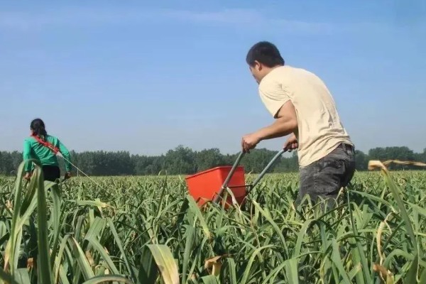 大蒜干尖黄叶怎么防治，轮作换茬可以降低发病几率
