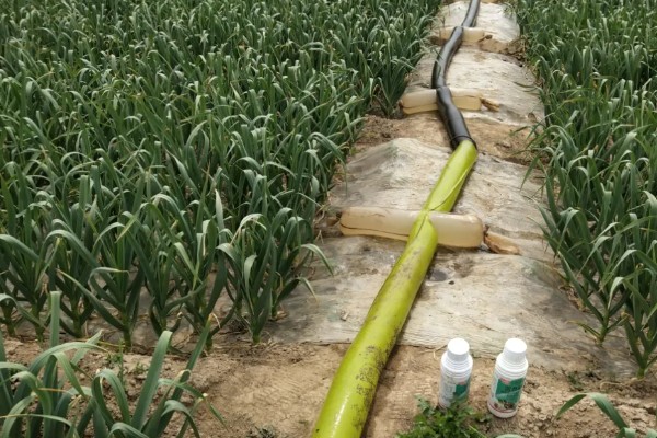 大蒜干尖黄叶怎么防治，轮作换茬可以降低发病几率