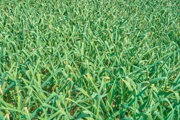 大蒜干尖黄叶怎么防治，轮作换茬可以降低发病几率