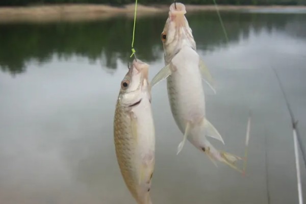 3月份钓鲫鱼用什么窝料最好，使用腥味的窝料效果最好