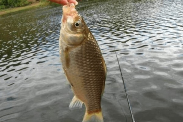 3月份钓鲫鱼用什么窝料最好，使用腥味的窝料效果最好