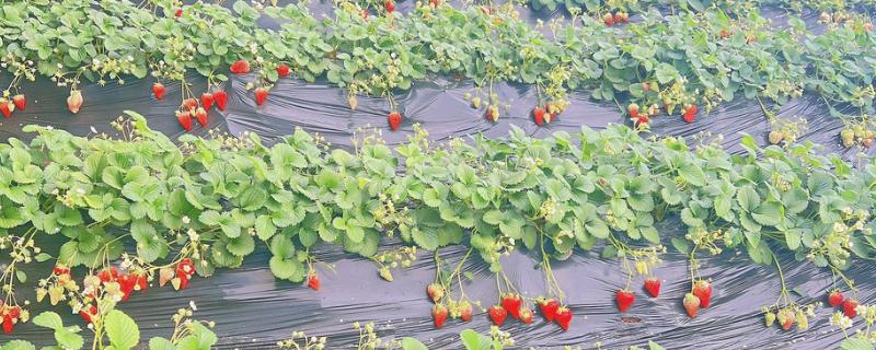 草莓容易发生哪些病害，常见叶斑病、白粉病等类型