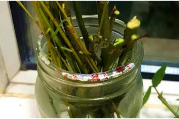 柳枝泡水对植物有什么作用，可促进生根