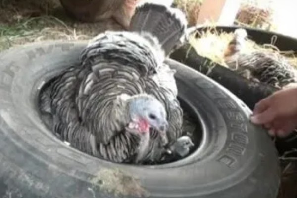 火鸡的孵化期,一般是28-29天左右