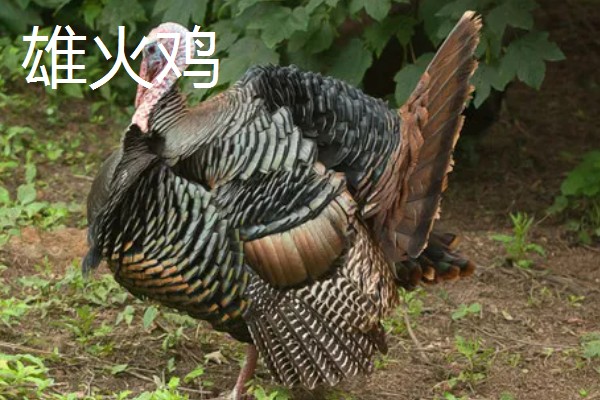 火鸡的孵化期,一般是28-29天左右