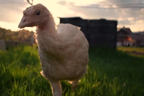 火鸡的孵化期,一般是28-29天左右