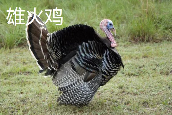 火鸡的孵化期,一般是28-29天左右