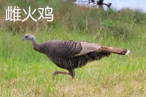 火鸡的孵化期,一般是28-29天左右