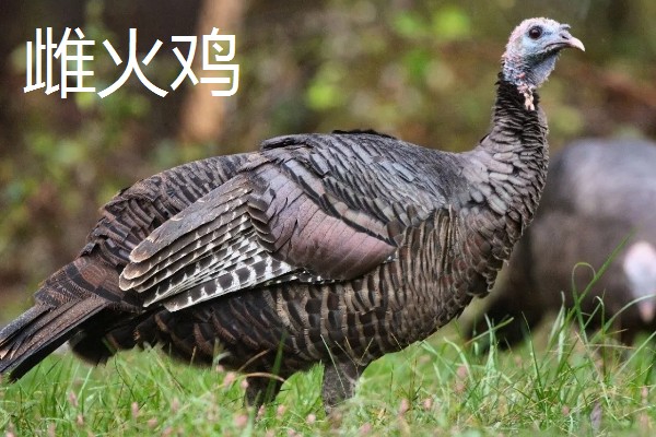 火鸡的孵化期,一般是28-29天左右