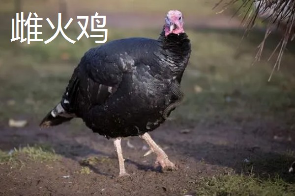 火鸡的孵化期,一般是28-29天左右