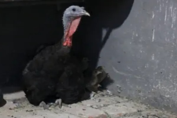 火鸡的孵化期,一般是28-29天左右