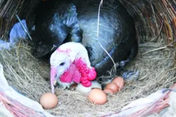 火鸡的孵化期,一般是28-29天左右