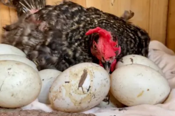 火鸡的孵化期,一般是28-29天左右