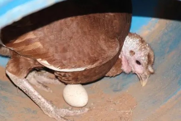 火鸡的孵化期,一般是28-29天左右