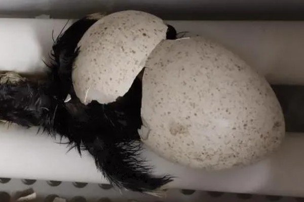 火鸡的孵化期,一般是28-29天左右