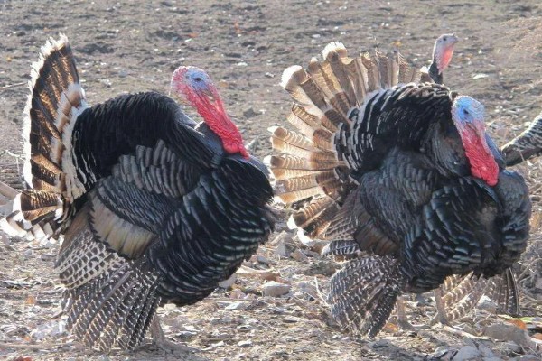 火鸡的孵化期,一般是28-29天左右