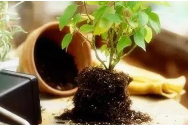 柳枝泡水对植物有什么作用，可促进生根