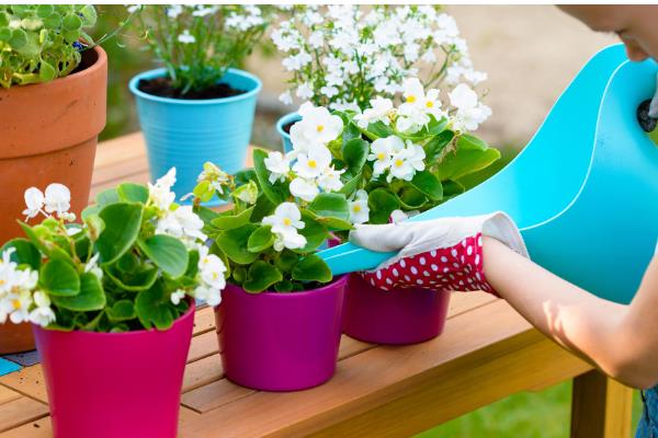 柳枝泡水对植物有什么作用，可促进生根