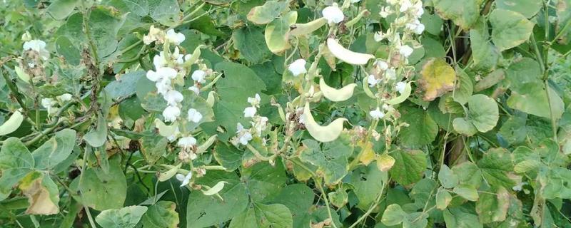 扁豆怎么种植，每穴播种3-4粒