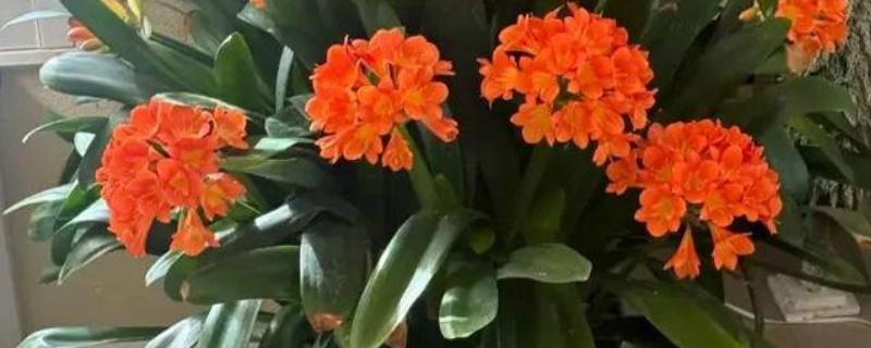 君子兰的花期，一般只有二十多天