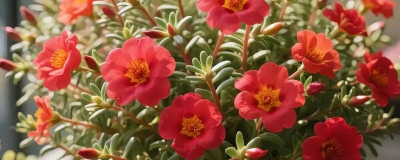 有哪些花期长的花，有太阳花、矮牵牛等