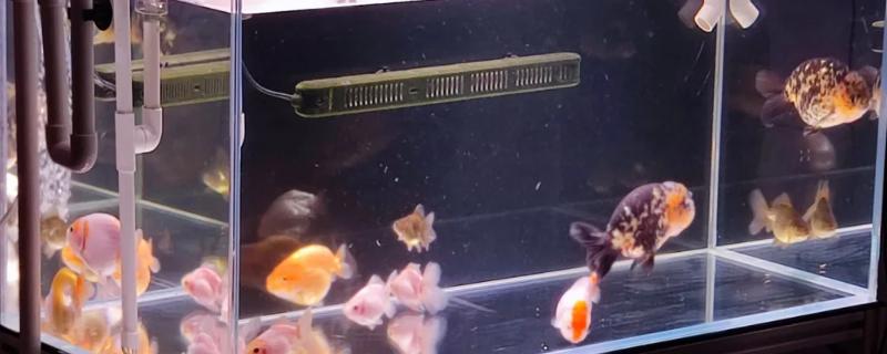 清理鱼粪的方法，用虹吸法换水可抽出鱼粪