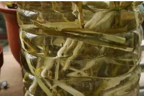 柳枝泡水对植物有什么作用，可促进生根