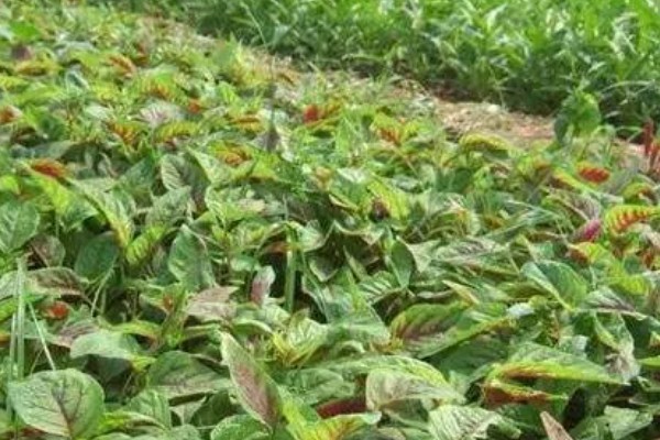 苋菜的播种方法，浸种3天再撒播