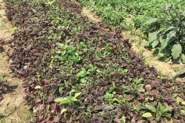 苋菜的播种方法，浸种3天再撒播