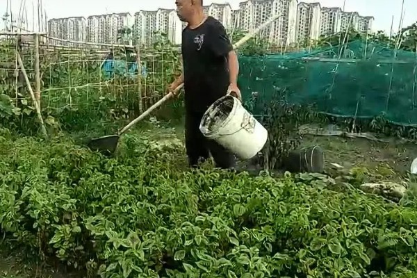 苋菜的播种方法，浸种3天再撒播