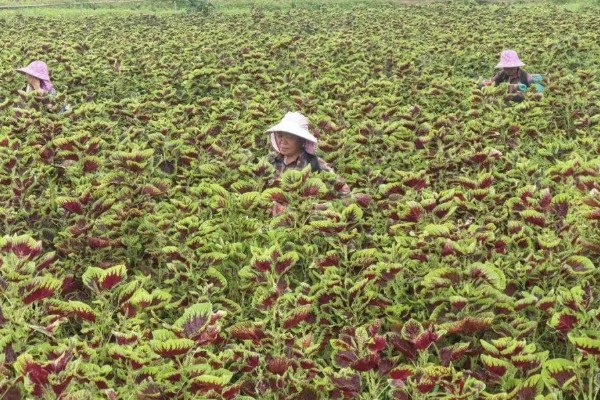 苋菜的播种方法，浸种3天再撒播