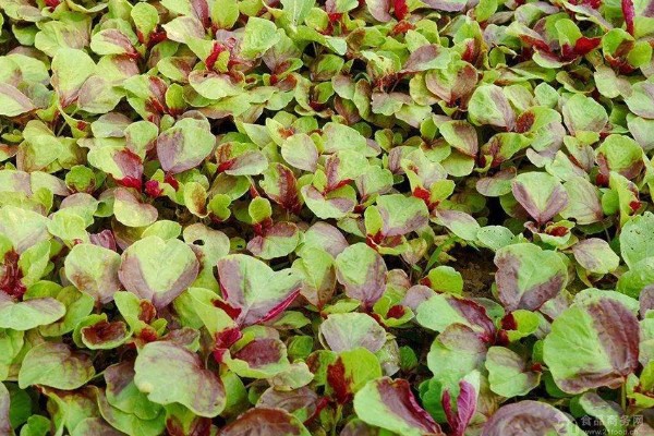 苋菜的播种方法，浸种3天再撒播