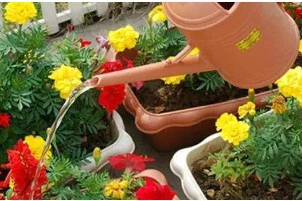 柳枝泡水对植物有什么作用，可促进生根