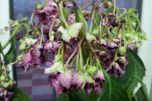 盆栽紫罗兰花期怎么管理，盛花期要严格控制水肥