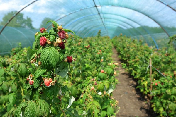 覆盆子如何养殖,适合生长在较为湿润的环境中