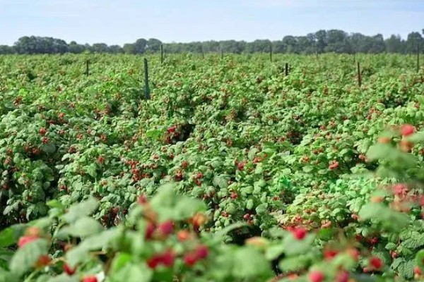 覆盆子如何养殖,适合生长在较为湿润的环境中