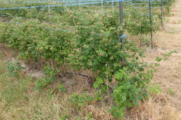 覆盆子如何养殖,适合生长在较为湿润的环境中