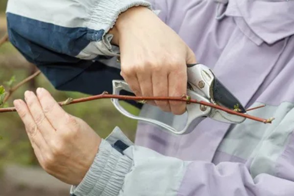 覆盆子如何养殖,适合生长在较为湿润的环境中