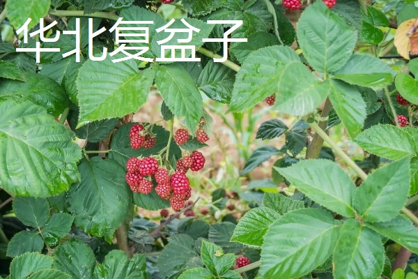 覆盆子如何养殖,适合生长在较为湿润的环境中