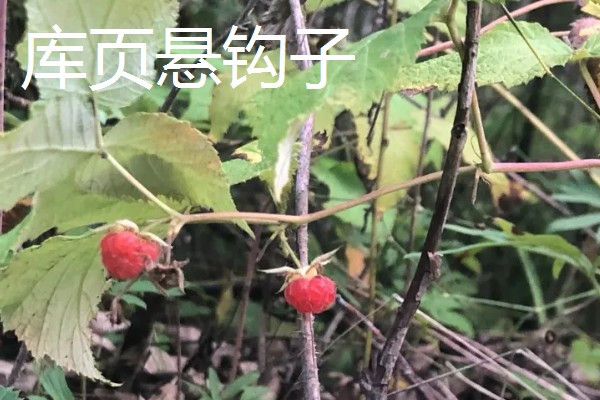 覆盆子如何养殖,适合生长在较为湿润的环境中