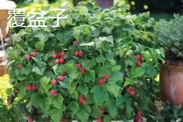 覆盆子如何养殖,适合生长在较为湿润的环境中