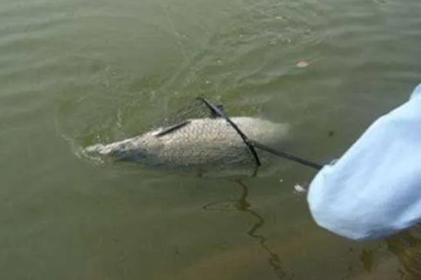 冬季黑坑钓青鱼的绝招，要选晴朗天气出钓